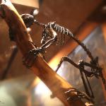 Prehistoric monkey skeleton, Museum of Natural History.